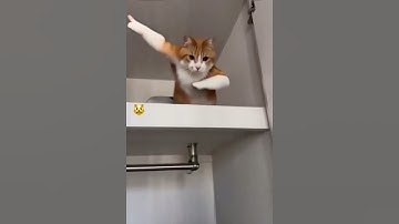 猫は助けて欲しかった訳ではない。