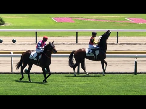 リバティアイランド 他 メイクデビュー新潟 本馬場入場・返し馬