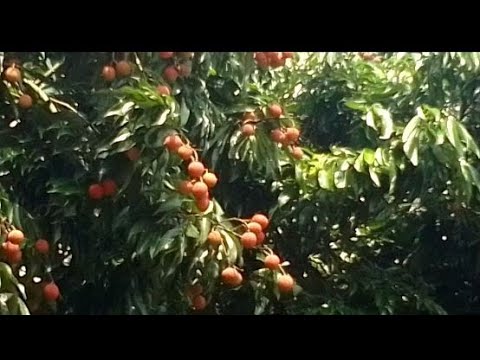 Letchu cha,a vlog video