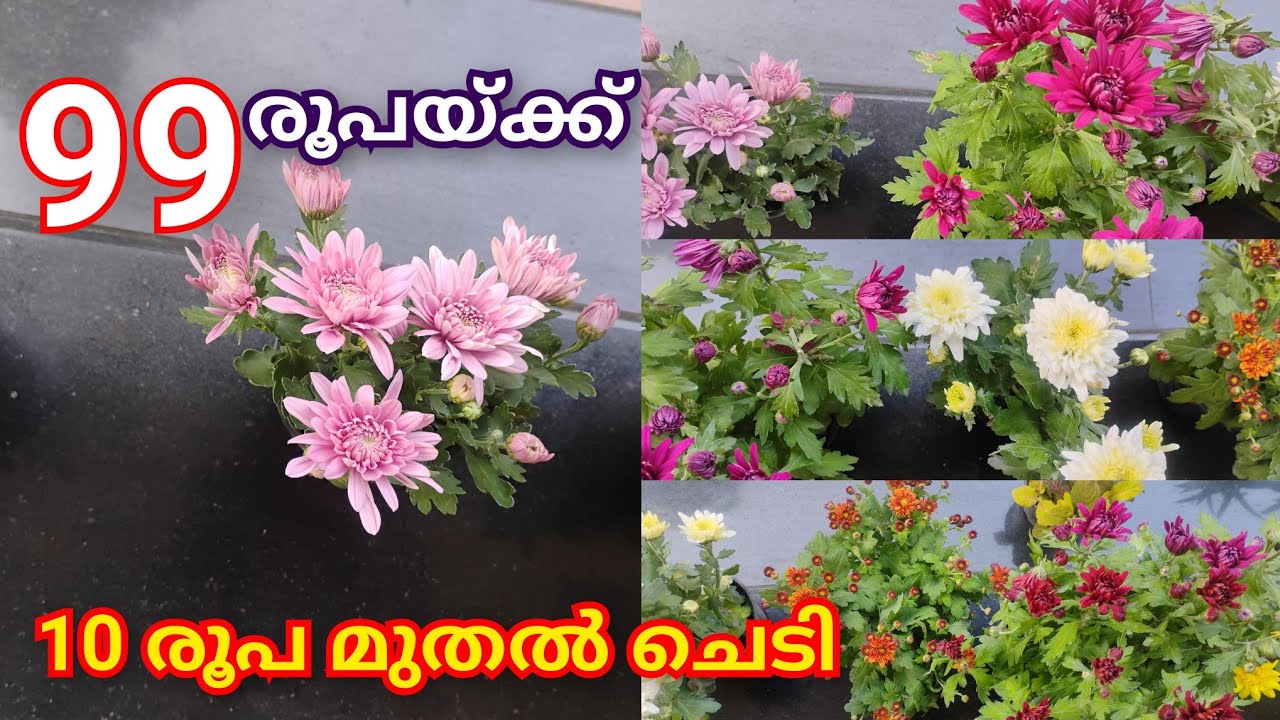 🔥 99 രൂപയ്ക്ക് ജമന്തി ഡാലിയ || Limited stock || TODAY PLANT SALE VIDEO 🔥