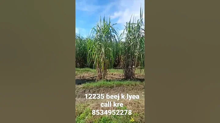 #farmer #sugarcane #farming #kisan #sugarcane #farmer #muzaffarnagar #upkisan