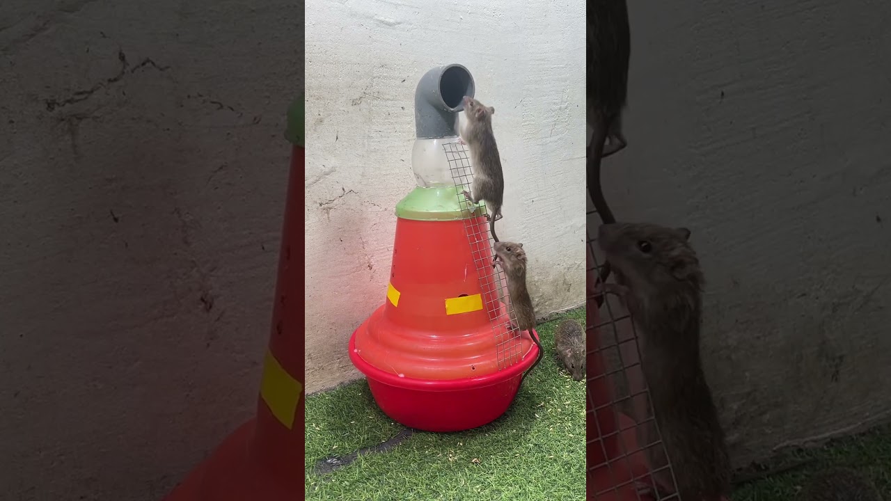 Unique mouse trap/good rat trap 2023 