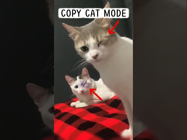 COPY CAT MODE #funny #cat #7x7