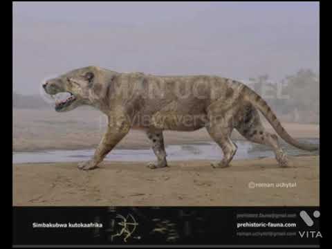 hablemos del: simbakubwa
