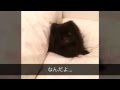 おーい獅子丸