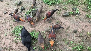 gà rừng bán gà rừng (tập2) bán 5 trống tơ f3 ae ai cần liên hệ zalo fakebook 0965723995