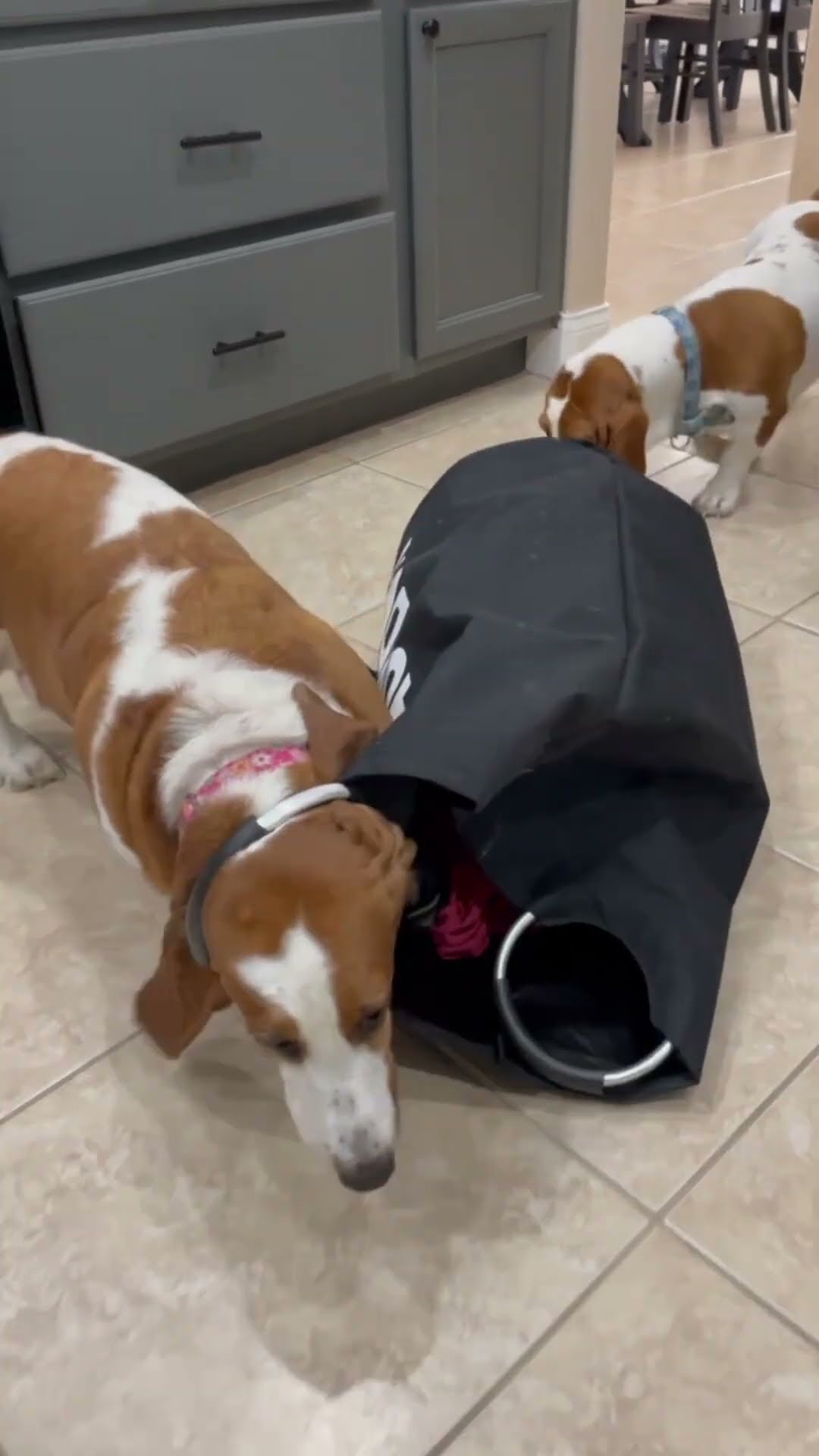 How Did Puppy Get Stuck In Laundry Basket puppy bassethound How Did Puppy Get Stuck In Laundry Basket puppy bassethound