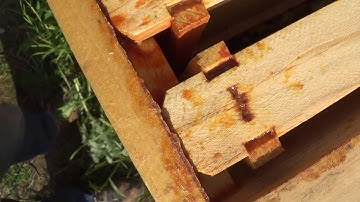Beekeeping extraction inspecting honey supers in preparation for extraction