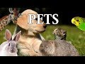 Misinformed - Pets