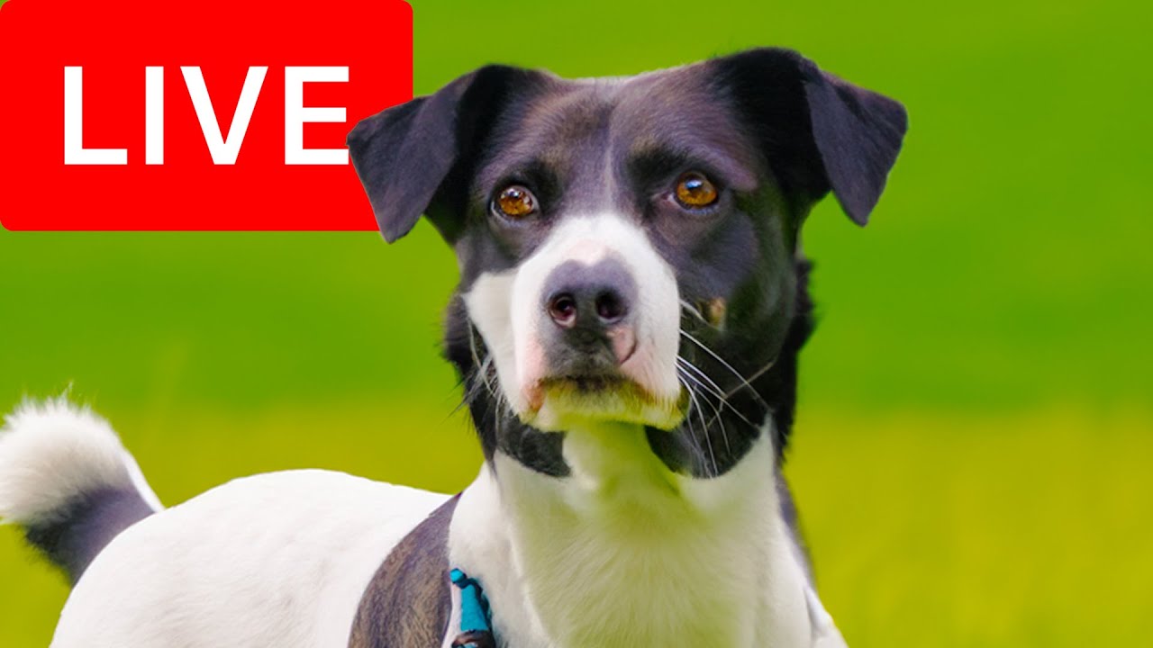 24/7 Variety Stream for Dogs to Watch | Relax My Dog Relaxation