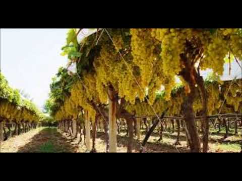 Rüyada üzüm asması görmek - YouTube