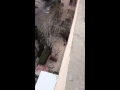 Gato Cae Desde el Tercer Piso y Sobrevive