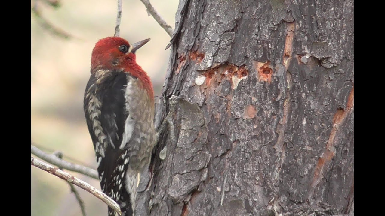 Red-breasted sapsucker (woodpecker) - busy day - YouTube