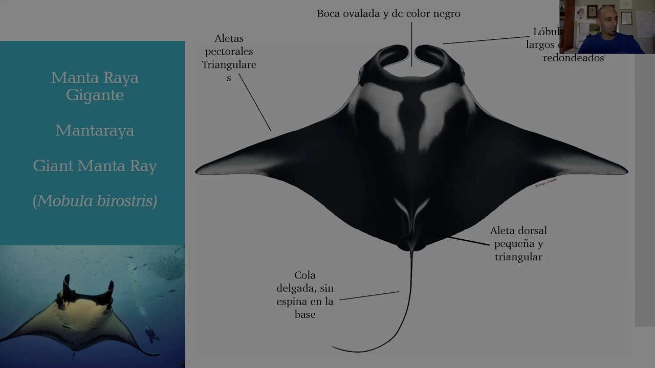 MANTA RAYA GIGANTE (Manta birostri - sinonimia mobula birostri) App II CITES