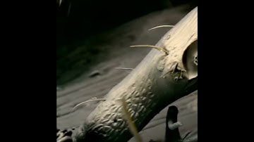 A parasitic tick, as seen on a scanning electron microscope (SEM)