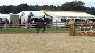 Mb Dealer Z Show Jumping