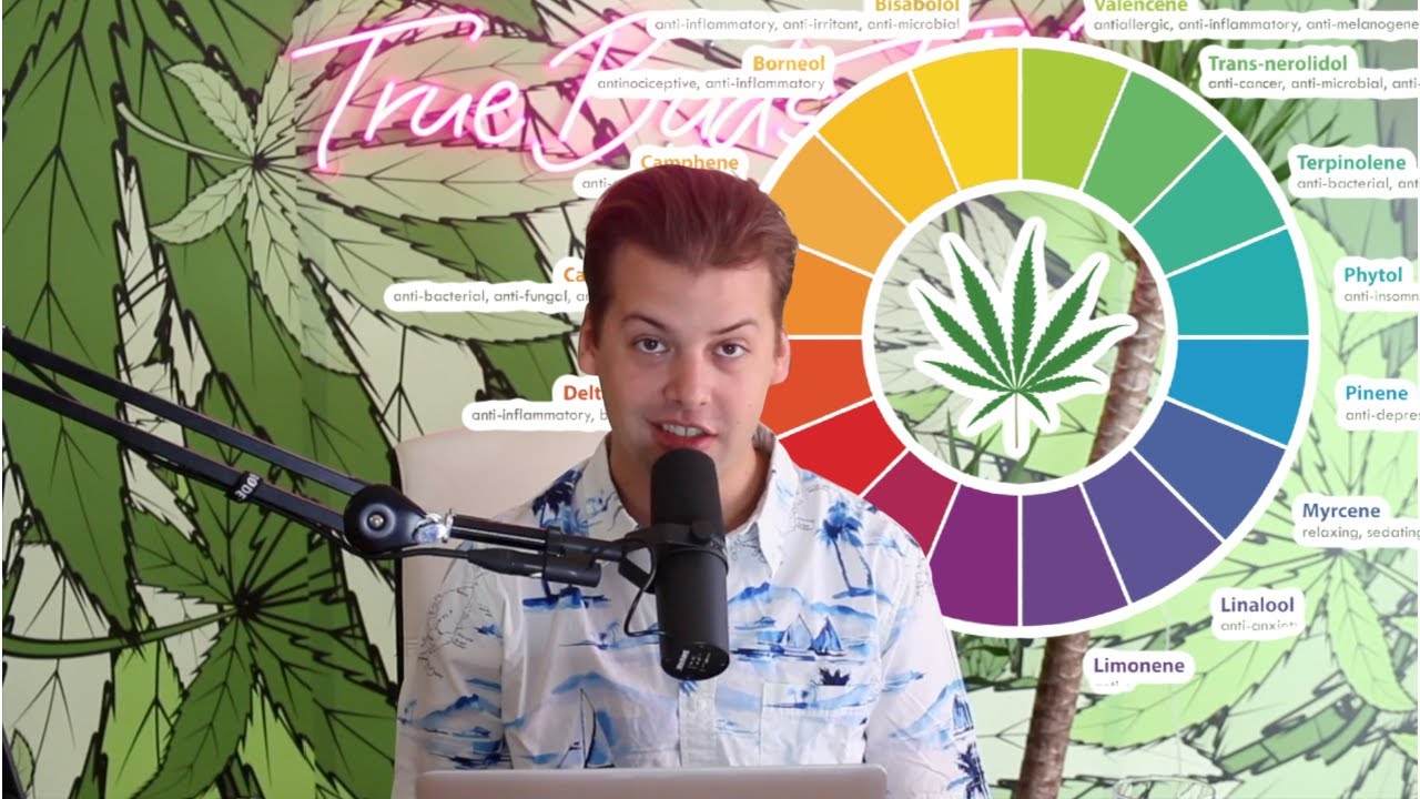 What Are Cannabis Terpenes And Why Are They So Important? Terpene Talk True Buds Show Podcast #78