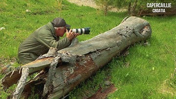 Capercaillie Croatia - Tetrao urogallus - Wildlife Photography Tours