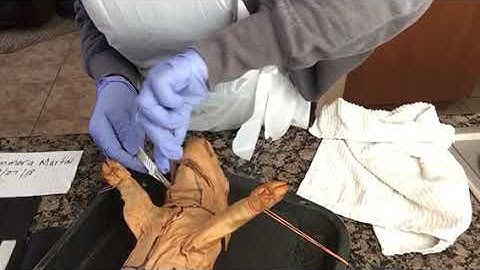 Dissection fetal pig part 3 now