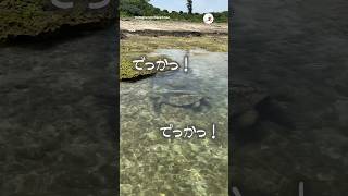 海の真実を知ってそう｜PECO