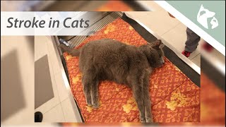 Signs of a Stroke in Cats Vlog 15 || Southeast Veterinary Neurology