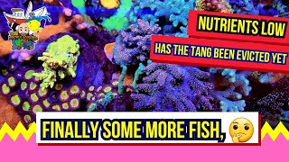 TANG EVICTION, Nutrients desperately low, and adding some new fish, Think you will be SHOCKED