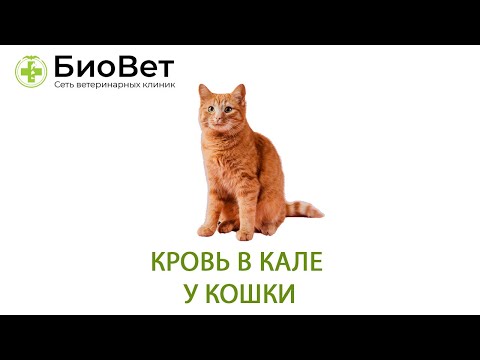 Кровь в кале у кошки