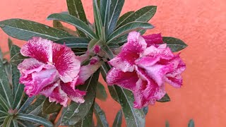 ROSA DO DESERTO COPACABANA ESTA VINDO LINDAS FLORES! VENHA VER 🥰😍