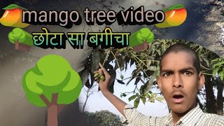 mango tree video ||छोटासा बगीचा blogs viral intresting blogvideo mangotree minibagecha ????