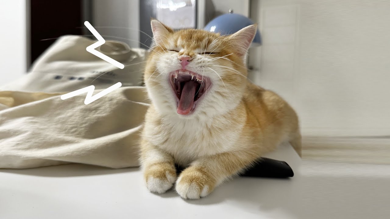 넥카라 벗고 소리질러!!!! | 전기장판 매력에 푹빠진 고양이 | 중성화요양 2/2편 | 고양이브이로그