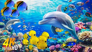Ocean 4K  Sea Animals for Relaxation, Beautiful Coral Reef Fish in Aquarium  4K Video Ultra HD #8
