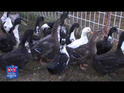 Видео: Шувууны галуу - гэртээ тэжээх, тодорхойлолт, шинж чанар