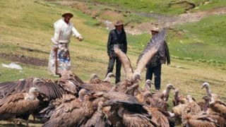 Tibetan sky burial, corpses are used as bird food