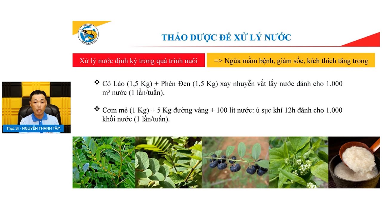 CƠM MẺ - không những ngừa bệnh tôm hiệu quả mà còn tiết kiệm chi phí