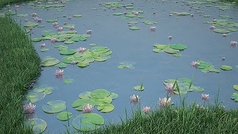 3ds max water effect/Forest Pack tutorial