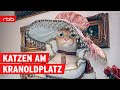 Katzenmuseum und andere Highlights am Kranoldplatz | Heimatjournal