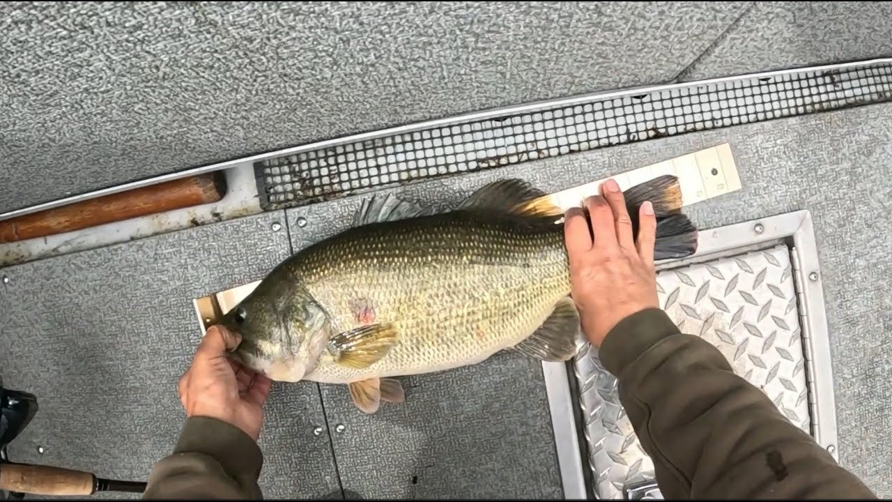 Clearlake Bass Fishing. Aug 2024. Five between 5.85lbs and 3.5lbs.