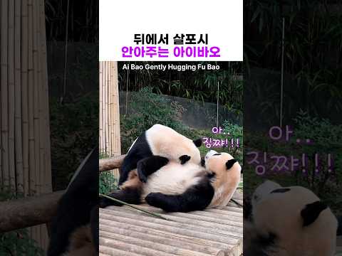 푸바오를 꼬옥 안아주는 아이바오 #panda thumbnail