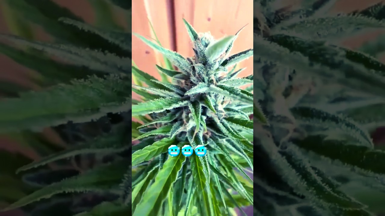 Small but Frosty 🥶 Plant 🌿 