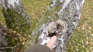 Silver Birch Cache Walking Geocaching Adventure UK