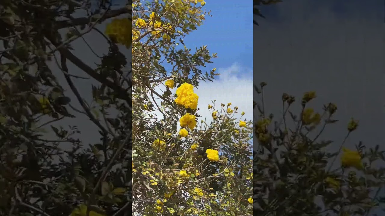 Beautiful yellow flowers 