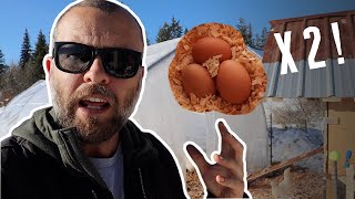 How I Doubled My Egg Production in the DEEP WINTER!