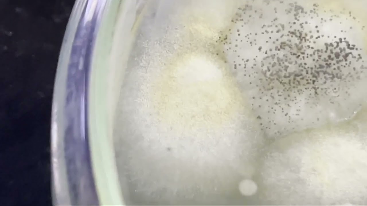 Fungi growth | White colony Black spore