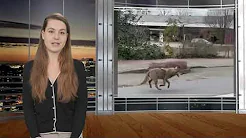 Daily News      20.03.2024             Wolf im Landkreis Konstanz gesichtet thumbnail