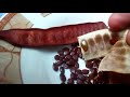 الليوسينا شجرة ممتازة للعلف وتغذية الحيوان 