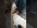 KUCING LAPAR