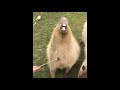 Capybara gets scratches