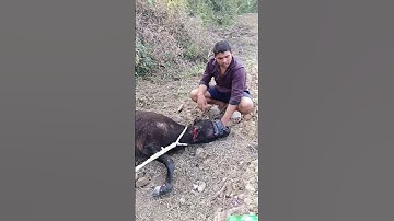 Day"43 Injured Animals Saved 🐄😢 | Journey of 100 Cows & Buffalo | Mini Vlog | #AnimalCare" #viral