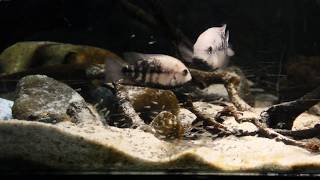 Paraneetroplus breidohri with free swimmers