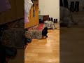 😺Кошачьи игры😺